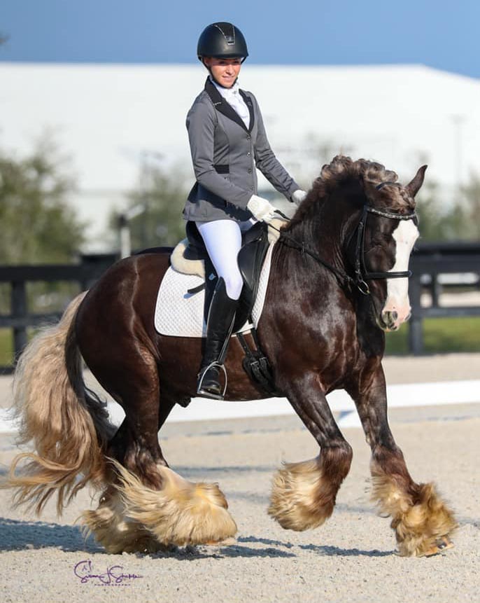 Sir Royal Excalibur - Gypsy Vanner Horse Stallion